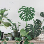 Nordic Complementary accessories-Indoor vegetation