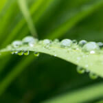 SCS Certified Products