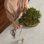 A women careing for bonsai tree on a Caesarstone 5310 Brillianza surface